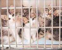 Taxpayer-financed animal control programs help to dispose of unwanted animals