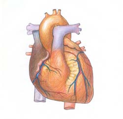 New articifial heart for Greek man