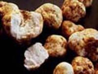Italy suffers bad harvest of white truffles