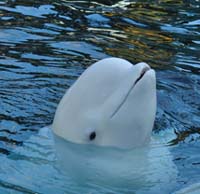 Beluga whales to be listed as engandered species in Alaska