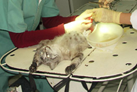 Vets take 16 inches of steel wire out of cat
