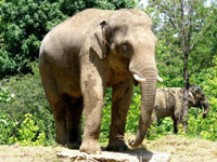 Famous Sri Lankan elephant sick after festival