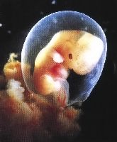 British regulator gives the green light to screening of human embryos