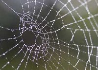 Scientists decode key to spider web strength. 46866.jpeg