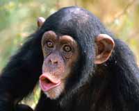 Women are Genetically Closer to Chimps than Men