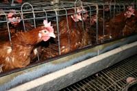 Pennsylvania's largest egg farm faces animal-cruelty charges
