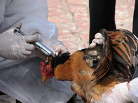Avian influenza that is not harmful to humans found on chicken farm in Canada