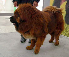 Chinese zoo closed for displaying dog as lion. 50871.jpeg