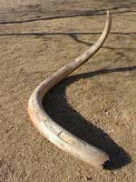 Hunters find mammoth tusk in Alaska