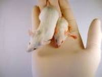 Mature Skin Cells of Mice Reprogrammed To Embryonic-like State