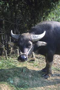 Car hits William Shakespeare water buffalo in England