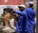Sweden gives Cambodia 10 mine-sniffing dogs