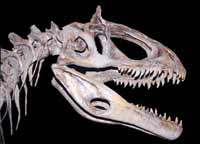 Scientists uncover killer dinosaurs in Africa