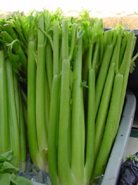 Arousing qualities of celery easily substitute Viagra