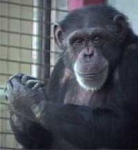 Chimpanzee Washoe that acquired human language dies