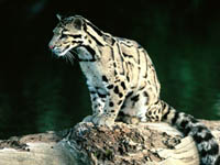 Vietnamese police rescue rare clouded leopard from smugler