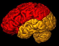 Brain abnormalities become regular illness that causes no symptoms