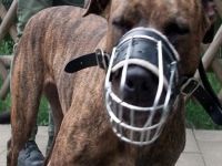 London: Monster dog puts five police in hospital. 46893.jpeg