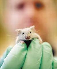 Experiments on mice suggest possible autism treatment