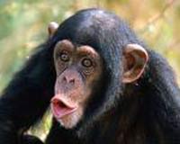 Chimpanzee, believed to be the first animals to learn human language, dies