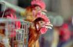 Germany orders farmers to keep poultry indoors to prevent bird flu