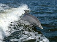 Dolphin alert!. 50919.jpeg