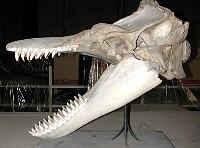 Prehistorc whale's sceleton found in Italy