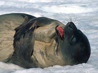 Arctic seal Sahara prefers warm waters