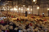 Denmark confirms nine more cases of bird flu