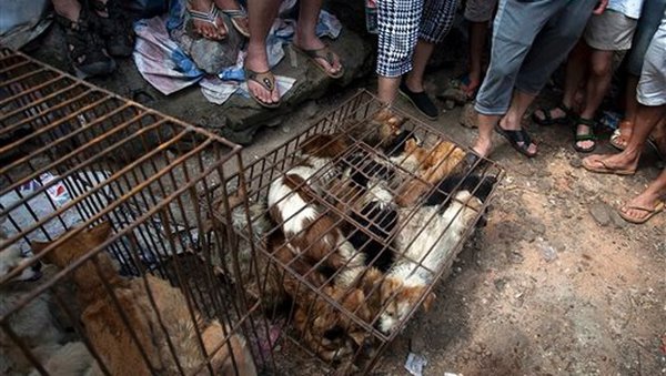 Reader Discretion: The slaughter of dogs in Yulin, China. 57928.jpeg