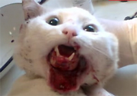 Cat gets its jaw sewn