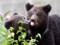 Bear attacks on cattle proliferating in Siberia. 44944.jpeg
