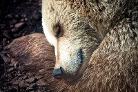 Russia's largest brown bears refuse to hibernate, feed on spawning fish instead. 53947.jpeg