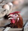 Japanese police arrest two doctors for not reporting bird flu cases