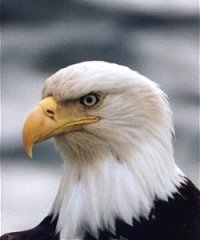 American bald eagle no longer requires protection of federal Endangered Species Act