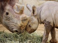 Save the rhinos!. 46958.jpeg