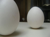 China celebrates day of balancing eggs on Vernal Equinox
