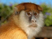Scientists discover new genus of African monkey