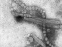 Nature's Nightmare: Human infection with Avian Flu. 51963.jpeg