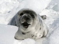 Seal fur industry defeated. 49973.jpeg