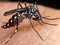 Dengue: Partial success against a monster. 47974.jpeg