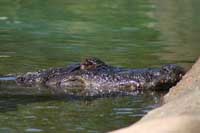Alligator who escaped capture to join fellow reptiles at L.A. zoo