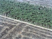 Amazon: Increase in deforestation. 51979.jpeg