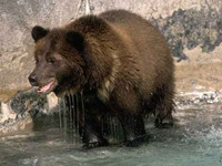 Bear roaming in Austria and Germany established