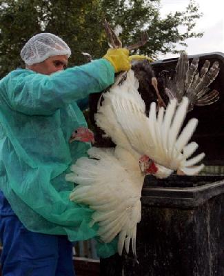 First case of deadly H5N1 bird flu in Bosnia