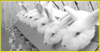 European Commission, industries against animal testing