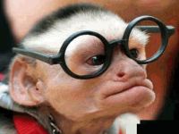 Scientists fear medical research will create talking monkeys. 44985.jpeg