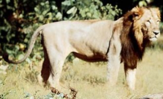 Three arrested in connection with killing of 13 Asiatic lions