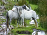 Horse-whispering: Saving Snowdonia's ponies. 43986.jpeg