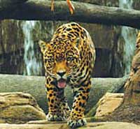 Denver Zoo, police investigate jaguar's fatal attack on keeper